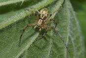 krabspin (philidromus cespitum) 05-2011 7443